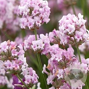 Lavandula ang. 'Hidcote Pink' GM P9