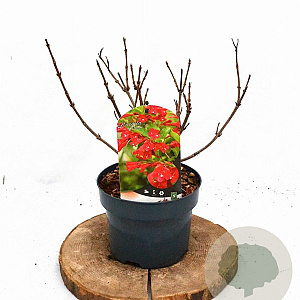 Weigela 'Red Prince' 25-30 cm 2,0L