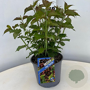 Leycesteria formosa 'Purple Rain' 30-40 cm 3,0L