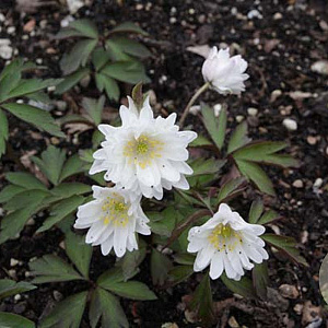 Anemone nem. 'Tinney's Blush' GM P9