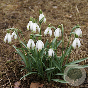 Galanthus nivalis (grn) 'Viridapice' GM P9