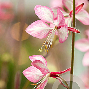 Gaura l. Rosy Jane GM P9