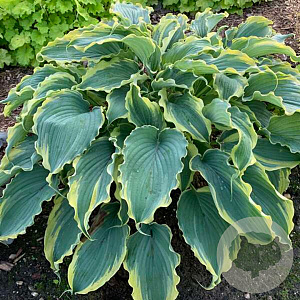 Hosta 'Wu-la-la' GM P9