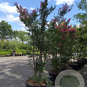 Lagerstroemia 'Tuscarora' 200-250 cm container meerstammig