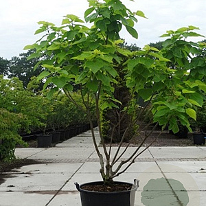 Catalpa bignonioides 'Nana' 175-200 cm container meerstammig