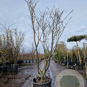 Hamamelis int. 'Westerstede' 175-200 cm container meerstammig