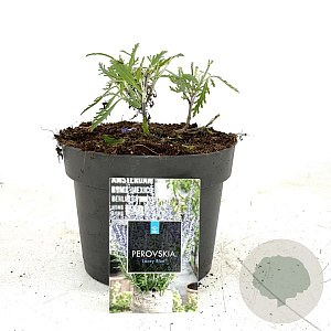 Perovskia atripl. Lacey Blue GM 2,0L