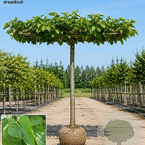 Morus alba 'Fruitless' 16-18 HO draadkluit 240 cm stam dakvorm