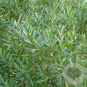 Phillereya Rosmarinfolia 30-40 cm 5,0L