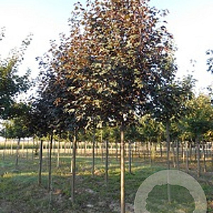 Acer pseud. 'Atropurpureum' 12-14 HO draadkluit