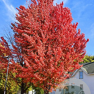 Acer freemanii Celebration 10-12 HO container