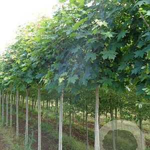 Acer 'Keithsform' 12-14 HO draadkluit