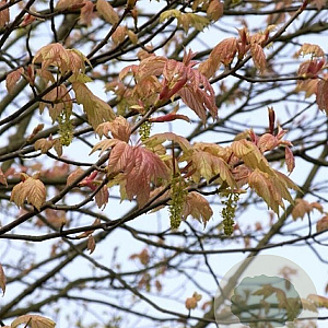 Acer pseud. 'Brilliantissimum' 12-14 HO container 180 cm stam