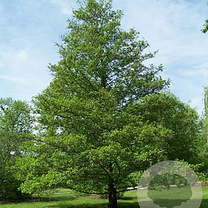 Alnus glutinosa 'Pyramidalis' 12-14 HO container geveerd