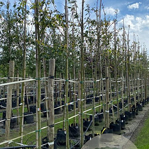 Amelanchier laevis 'Snowflakes' 10-12 HO container