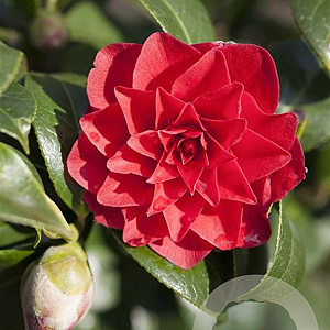 Camellia japonica 'Black Lace' 8-10 HO container