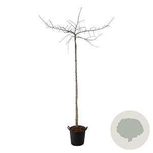 Ginkgo biloba 'Pendula' 12-14 HO container 220 cm stam