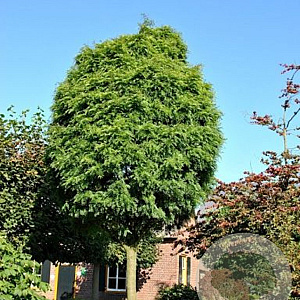 Gleditsia triacanthos 'Elegantissima' 8-10 HO draadkluit