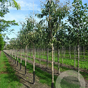 Heptacodium miconioides 10-12 HO draadkluit