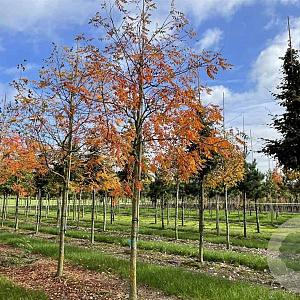 Koelreuteria pan. 'Orange Lantern' 10-12 HO draadkluit