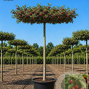 Malus 'Red Sentinel' 10-12 HO container 240 cm stam dakvorm 120