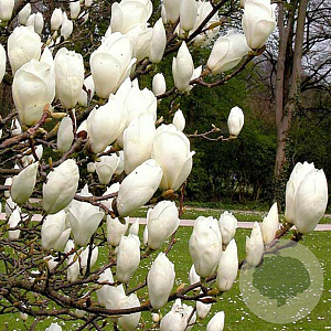 Magnolia soulangiana 'Lennei Alba' 6-8 HO draadkluit