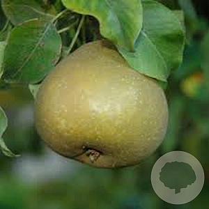 Pyrus c. 'Zoete Brederode' 6-8 HO draadkluit