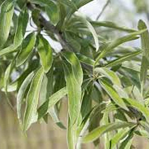 Pyrus salicifolia 10-12 HO draadkluit