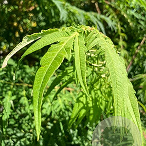 Rhus typhina 'Dissecta' 175-200 cm container Multistam