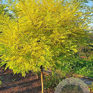 Styphnolobium japonica 'Flavirameus' 12-14 HO container