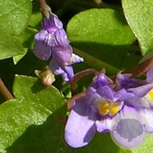 Cymbalaria muralis GM P9