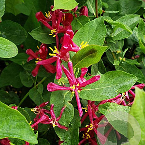 Lonicera tatar. 'Arnold Red' 200-250 cm draadkluit struik