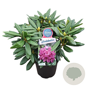 Rhododendron (Y) 'Bohlken's L.berg' 30-40 cm 5,0L struik
