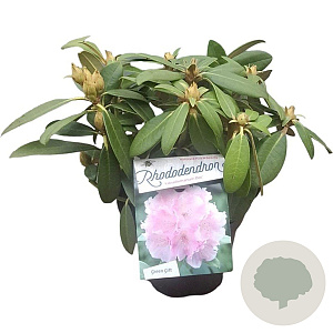Rhododendron (Y) 'Doc' 30 cm 5,0L