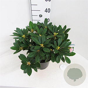 Rhododendron (Y) 'Dreamland' 30-40 cm 5,0L struik
