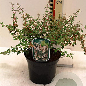 Abelia grandifl. Sunny Charms 25-30 cm 2,0L