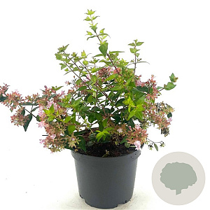 Abelia 'Raspberry Profusion' 25-30 cm 2,0L