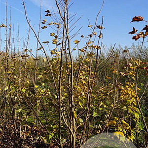 Acer pseudoplatanus 250-300 cm draadkluit meerstammig