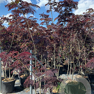 Albizia julibr. 'Summer Chocolate' 250-300 cm cont. 70L meerstammig