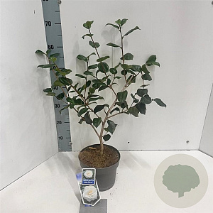 Camellia j. 'Alba Plena' 30-40 cm 3,0L