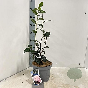 Camellia j. 'Nuccio's Pearl' 60-70 cm 5,0L