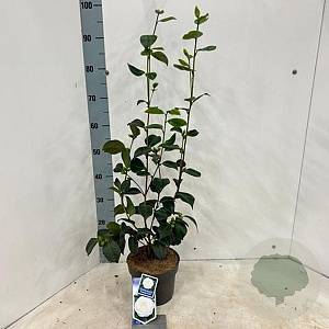 Camellia j. 'Powder Puff' 30-40 cm 3,0L