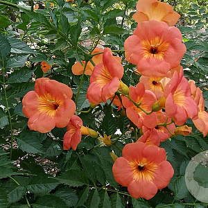 Campsis grandiflora 60-80 cm 3,0L