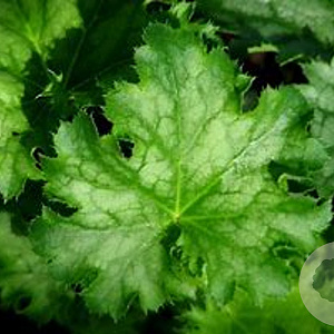 Heuchera 'Apple Crisp' GM P9 BIO