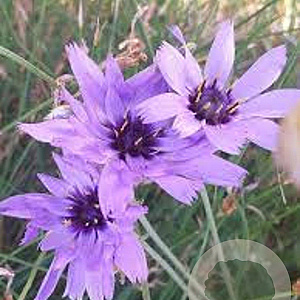 Catananche caerulea GM P9