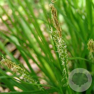 Carex sylvatica GM P9