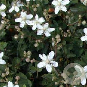 Potentilla tridentata 'Nuuk' GM P9