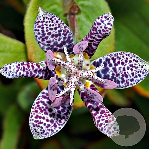 Tricyrtis hirta GM P9