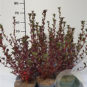 Enkianthus camp. Prettycoat 25-30 cm 2,0L