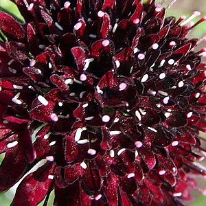 Scabiosa atr. 'Chile Black' GM P9